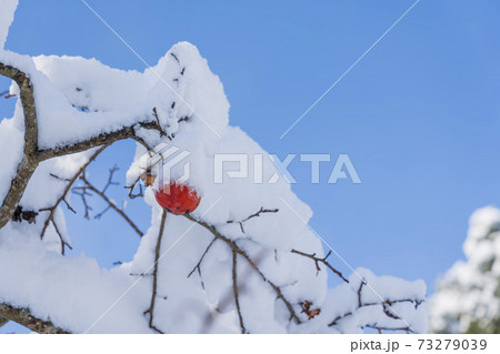 雪をかぶった柿の実　残り柿 73279039