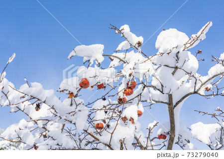 雪をかぶった柿の実　残り柿 73279040