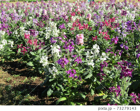 晩秋から正月の房総の代表花ストックの白色と紫色の花の写真素材