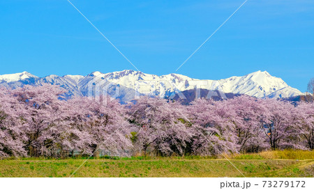 ソメイヨシノと谷川連峰 73279172
