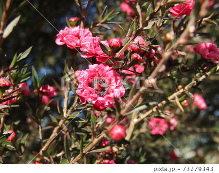 この桃色の花は冬に咲く花ギョリュウバイの花の写真素材