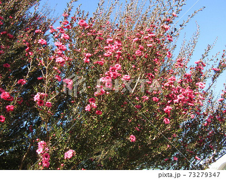 この桃色の花は冬に咲く花ギョリュウバイの花の写真素材 73279347 Pixta