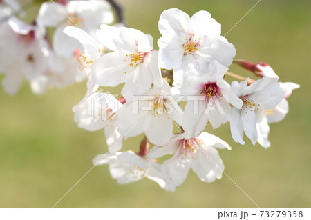 満開の桜 満開の桜 73279358