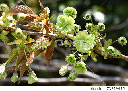 若葉と間違えてしまう桜は緑の花弁の御衣黄 若葉と間違えてしまう桜は緑の花弁の御衣黄 73279456