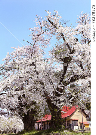 喜多方 日中線記念館の桜 喜多方 日中線記念館の桜 73279578