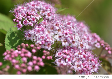 淡いピンクの小さな可愛らしい花をつけるシモツケの写真素材