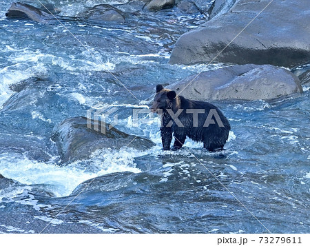 河口で鮭を捕まえようと待つヒグマ 知床 北海道の写真素材