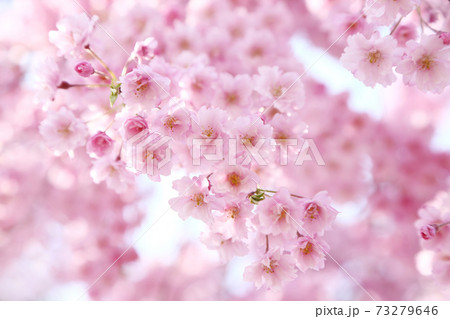 ヤエベニシダレザクラ 73279646