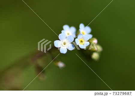 黄色いリングが目立つ小さな水色の花 73279687