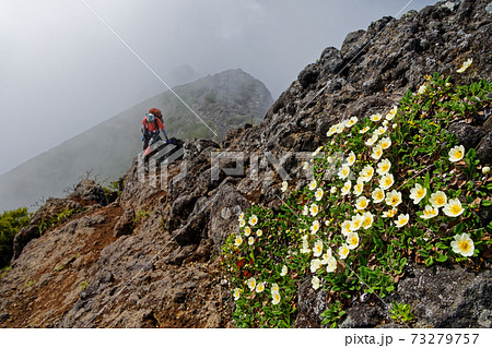霧の八ヶ岳連峰 横岳稜線のチョウノスケソウ群落の写真素材