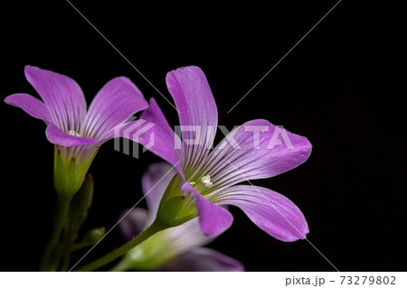 Largeflower Pink Sorrel 73279802