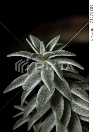 Variegated form of a Sucullent Plant 73279804