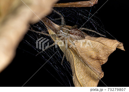 Nursery Web Spider 73279807