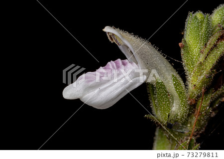 Flower of a rare plant 73279811