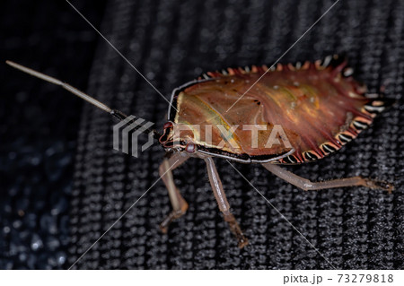Orange Stink Bug 73279818