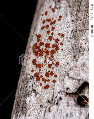 Red Common Lichen Red Common Lichen 73279826