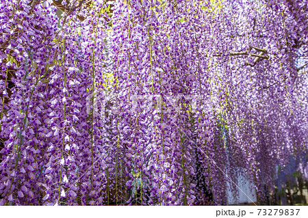 〈鳥取県〉藤の花 藤寺 住雲寺 〈鳥取県〉藤の花 藤寺 住雲寺 73279837