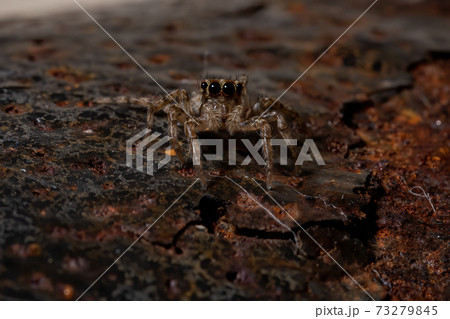 Pantropical Jumping Spider 73279845
