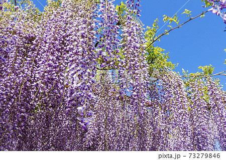 〈鳥取県〉藤の花 藤寺 住雲寺 〈鳥取県〉藤の花 藤寺 住雲寺 73279846