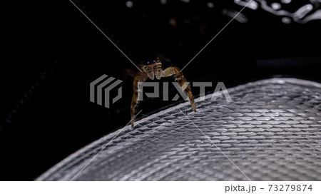 Brazilian Jumping Spider 73279874