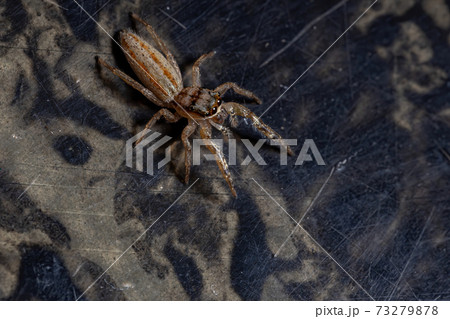Brazilian Jumping Spider 73279878