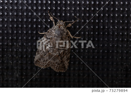 Brazilian Tufted Moth 73279894