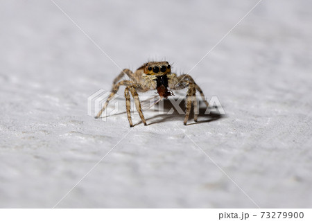 Gray Wall Jumping Spider Gray Wall Jumping Spider 73279900