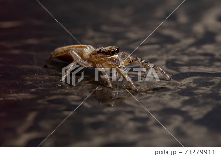 Brazilian Jumping Spider 73279911