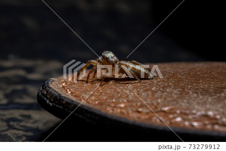 Brazilian Jumping Spider 73279912