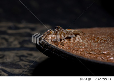 Brazilian Jumping Spider 73279913