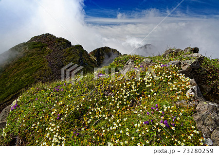 八ヶ岳連峰・横岳稜線の高山植物群落 73280259