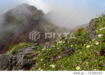 霧の八ヶ岳連峰・横岳稜線の高山植物群落 霧の八ヶ岳連峰・横岳稜線の高山植物群落 73280260