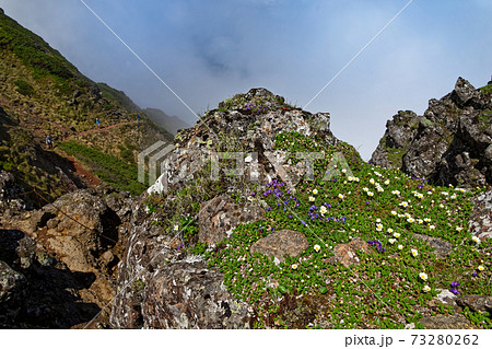 霧の八ヶ岳連峰・横岳稜線の高山植物群落 73280262