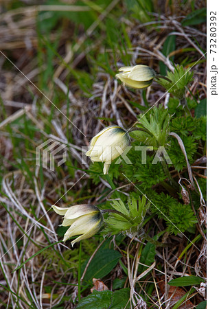 八ヶ岳連峰 横岳稜線のツクモグサの花の写真素材