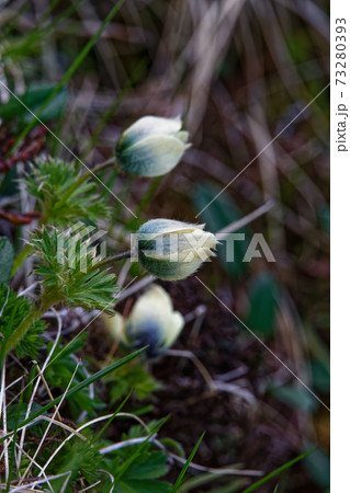 八ヶ岳連峰 横岳稜線のツクモグサの花の写真素材