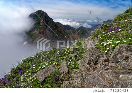 八ヶ岳連峰・横岳稜線の高山植物と雲湧く赤岳 八ヶ岳連峰・横岳稜線の高山植物と雲湧く赤岳 73280433