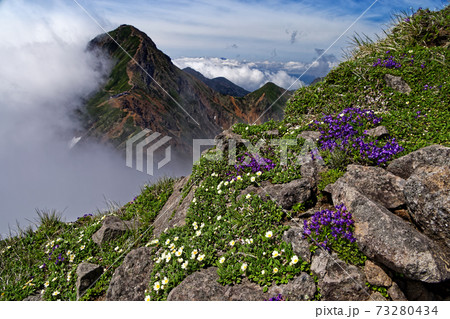 八ヶ岳連峰・横岳稜線の高山植物と雲湧く赤岳 八ヶ岳連峰・横岳稜線の高山植物と雲湧く赤岳 73280434