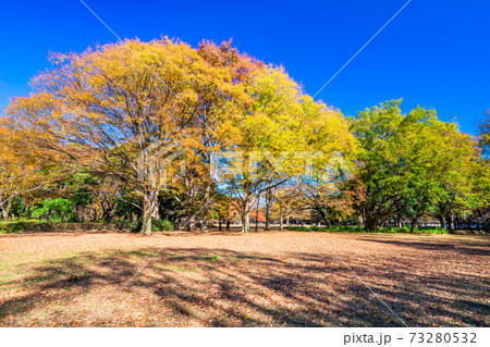 東京　砧公園の紅葉 73280532
