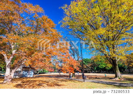 東京　砧公園の紅葉 73280533