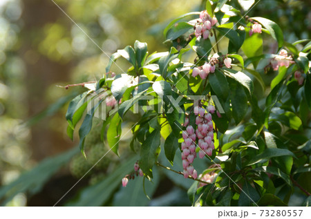 春の花（アセビ） 73280557