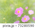 秋桜(コスモス) 73280590