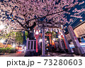 京都・祇園白川 73280603