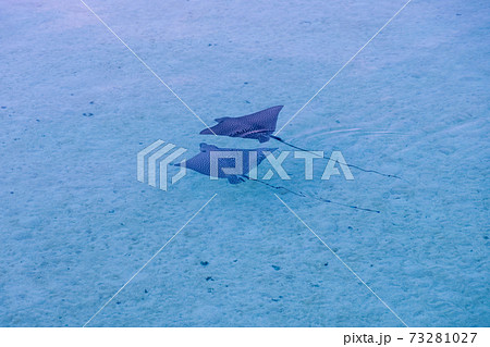 【タヒチ/タハア島】マンタ 73281027