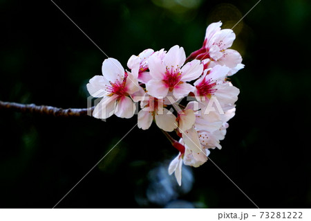 ソメイヨシノ満開 73281222