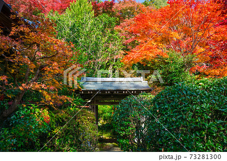 京都　金蔵寺（こんぞうじ）の紅葉　　　　　　 73281300