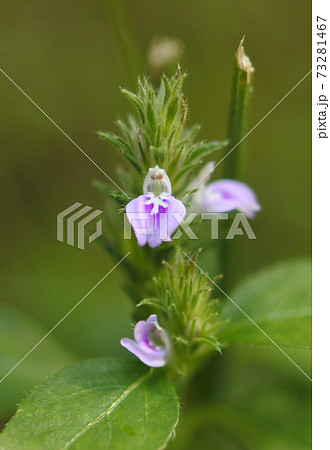キツネノマゴ 唇花型で赤紫色の小さな花が数個の写真素材