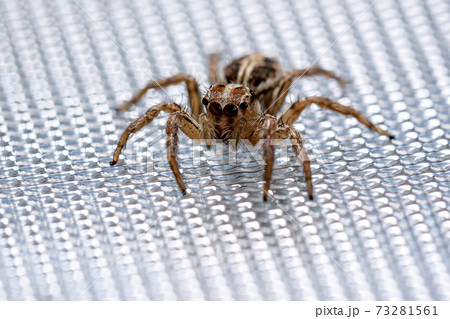 Pantropical Jumping Spider 73281561