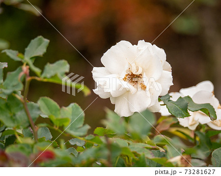 12月の白い薔薇 エーデルワイス の写真素材