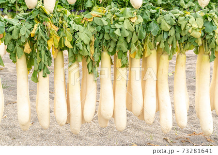 【神奈川県】三浦海岸 大根干し 73281641