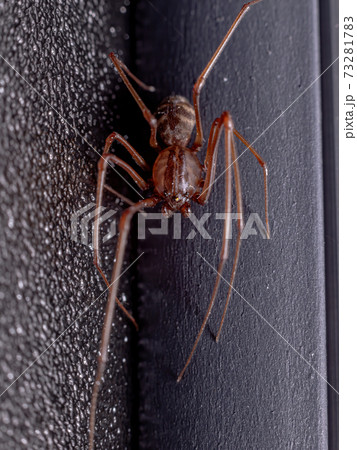 Brown Spitting Spider 73281783